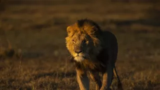 Okavango - rieka snov (4/4)