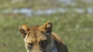 Okavango - rieka snov (4/4)