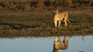 Okavango - rieka snov (4/4)