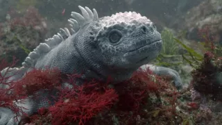 Zázračná planeta: Zvířecí špioni pod hladinou (4/4)