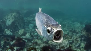Zázračná planeta: Zvířecí špioni pod hladinou (4/4)