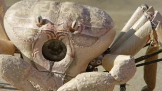 Zázračná planeta: Zvířecí špioni pod hladinou (4/4)