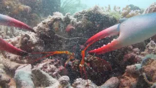 Zázračná planeta: Zvířecí špioni pod hladinou (4/4)