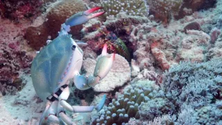 Zázračná planeta: Zvířecí špioni pod hladinou (4/4)