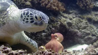 Zázračná planeta: Zvířecí špioni pod hladinou (4/4)