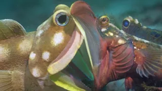 Zázračná planeta: Zvířecí špioni pod hladinou (4/4)