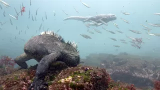 Zázračná planeta: Zvířecí špioni pod hladinou (4/4)