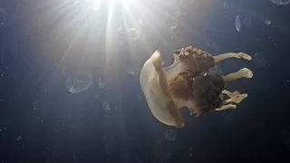 Zázračná planeta: Zvířecí špioni pod hladinou (4/4)