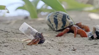 Zázračná planeta: Zvířecí špioni pod hladinou (4/4)