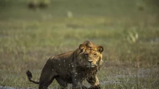 Okavango - rieka snov (4/4)