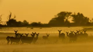 Okavango - rieka snov (4/4)