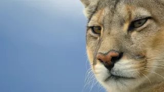 Zázračná planeta: Dynastie II (2/6)