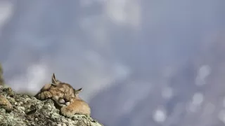 Zázračná planeta: Dynastie II (2/6)