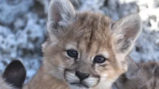 Zázračná planeta: Dynastie II (2/6)