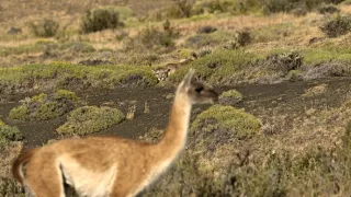 Zázračná planeta: Dynastie II (2/6)