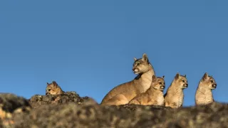 Zázračná planeta: Dynastie II (2/6)