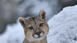 Zázračná planeta: Dynastie II (2/6)