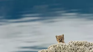 Zázračná planeta: Dynastie II (2/6)