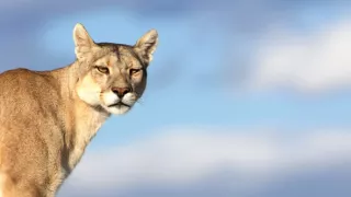 Zázračná planeta: Dynastie II (2/6)