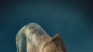 Zázračná planeta: Dynastie II (2/6)