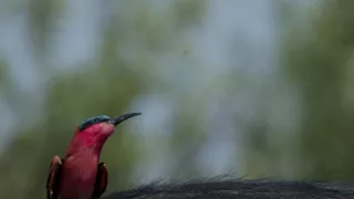 Okavango - rieka snov (4/4)