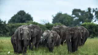 Okavango - rieka snov (4/4)