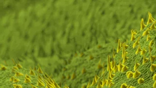 Geniální rostliny (2/2)