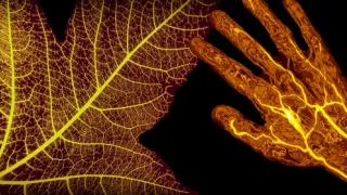 Geniální rostliny (2/2)