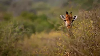 Budovatelé přírody (1/3)
