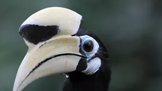 Budovatelé přírody (1/3)