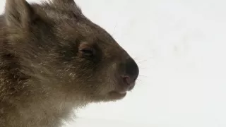 Budovatelé přírody (1/3)