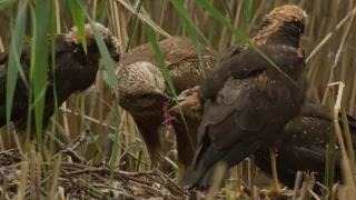 Vltava - zlatá řeka