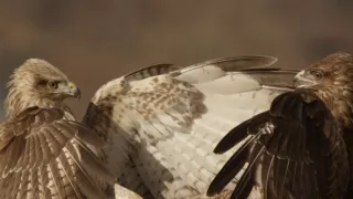 Vltava - zlatá řeka