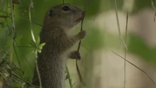 Vltava - zlatá řeka