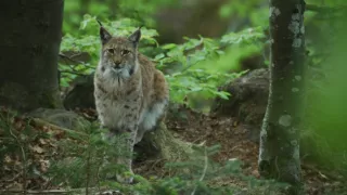 Vltava - zlatá řeka