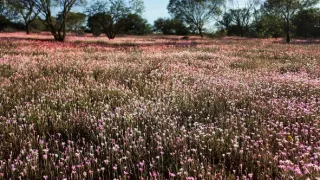 Austrália z vtáčej perspektívy (1/2)