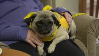 Schopnosti a roly psích miláčikov v živote človeka (1/7)