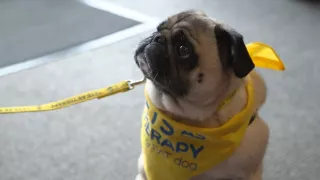 Schopnosti a roly psích miláčikov v živote človeka (1/7)