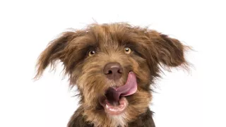 Schopnosti a roly psích miláčikov v živote človeka (1/7)