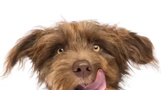 Schopnosti a roly psích miláčikov v živote človeka (1/7)