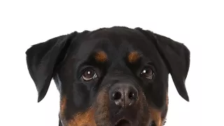 Schopnosti a roly psích miláčikov v živote človeka (1/7)