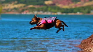 Schopnosti a roly psích miláčikov v živote človeka (1/7)