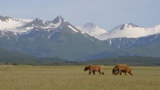 Setkání s grizzlym (1)