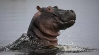 Zázračná planéta: Hrochy z delty Okavanga