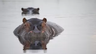 Zázračná planéta: Hrochy z delty Okavanga