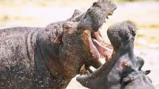 Zázračná planéta: Hrochy z delty Okavanga