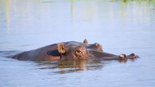Zázračná planéta: Hrochy z delty Okavanga