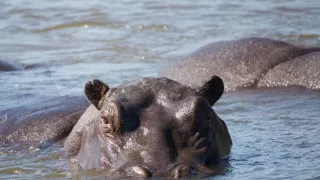 Zázračná planéta: Hrochy z delty Okavanga