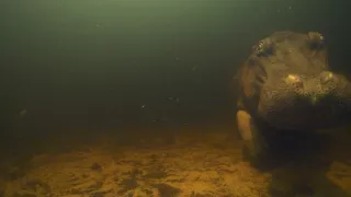 Zázračná planéta: Hrochy z delty Okavanga