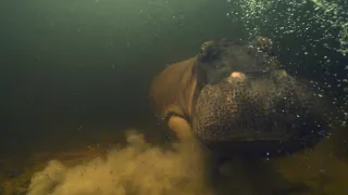 Zázračná planéta: Hrochy z delty Okavanga